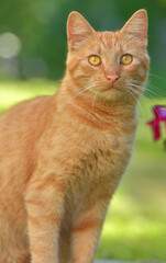 ginger cat next to flowers in the garden in summer