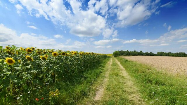 Timelapse of beautiful summer day over sunflower field	
