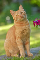Obraz premium ginger cat next to flowers in the garden in summer