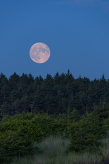 Full Moon Rising Over Evergreen Forest Along The Pacific Ocean