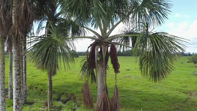 aerial view with drone of the fruit of an Attalea speciosa tree. Palm of the Arec&aacute;ceas.