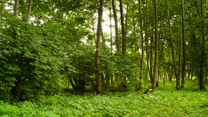 Forest landscape on a sunny day. 2