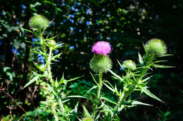 Close-up of a group of purple thistle plants and spiny stems