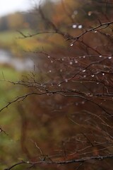 autumn rain branches