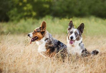 dogs portrait merle corgi on the grass blue eyes