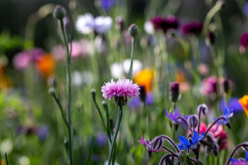 Fototapeta premium A Wildflower Meadow