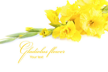 Yellow gladiolus flower on a white background. Beautiful gladiolus flower from the summer garden. Place for text. Postcard for congratulations