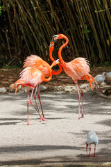 American Flamingo, Everglades National Park, Florida, USA