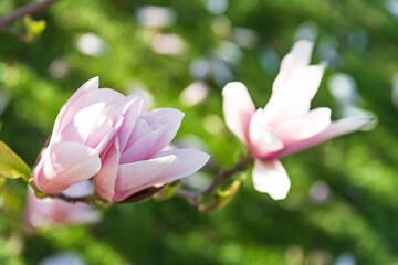Spring garden: beautiful pink magnolia flowers in sunlight