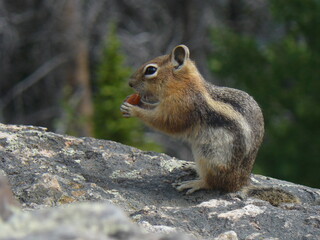 Naklejka na ściany i meble cute chipmunk eating nut in mountains