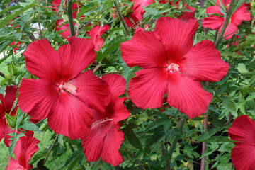 Lord Baltimore hardy hibiscus (Hibiscus 'Lord Baltimore') © nickkurzenko