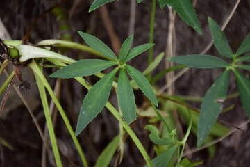 Helleborus foetidus leaf detail next to country road.