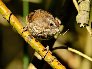 Young Sparrow