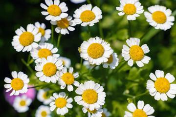 Obraz premium White flowers of Tanacetum parthenium in the garden.
