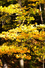 Obraz premium Yellow Leaves