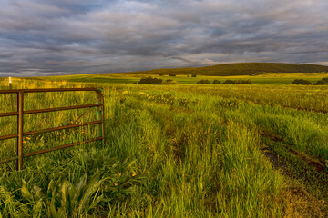Fototapeta premium Gate to the blooming meadow in rural area in sunset 