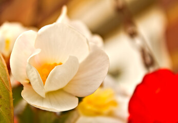 Obraz na płótnie Canvas white flower closeup