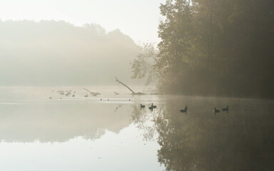Fog on the lake
