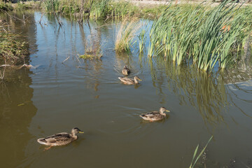 Ducks swim in the pond. City Park with birds