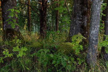 old, gloomy trees and stones covered with lichens and moss, in the old forest, on a summer day, towards the evening, at sunset