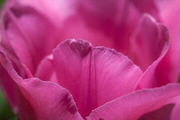 Petals of pink tulip macro