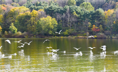 Autumn Landscape with Seagulls