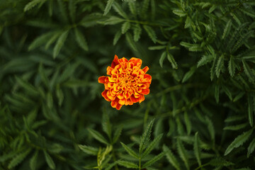 marigold single flower on green background