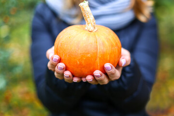 Blonde woman in blue puffer coat and light blue scarf holds in hands small orange pumpkin. Closeup. Autumn forest photo shoot. Outdoors park background. Rowan trees. Fall harvest or Halloween concept © velirina