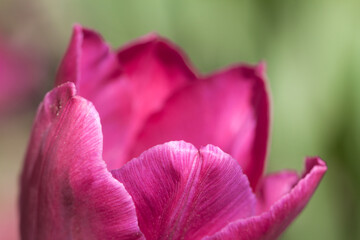 Fototapeta na wymiar Purple tulip macro