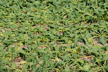 Dried potato plants on dutch field in dry summer