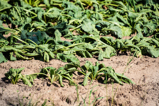 Dried potato plants on dutch field in dry summer