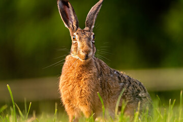 hare in the grass