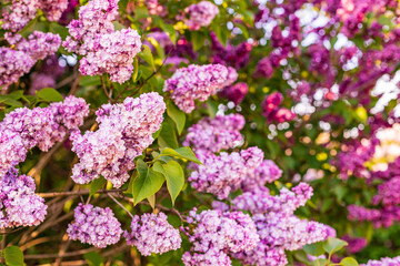 Blossoming lilac bush, in spring garden, selected focus