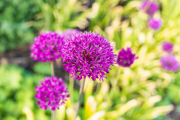 Close up of a purple allium flower, blurred background 