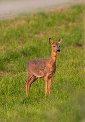 deer in the grass