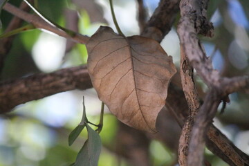 NATUREZA