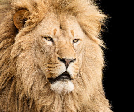 Portrait of powerful lion male looking right Stock Photo | Adobe Stock