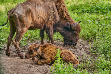 Fototapeta na wymiar A female bison with a cub in their natural habitat. She helps him stand up