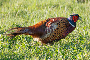Male Pheasant in a grass field, scientific name Phasianus colchicus, United Kingdom, Europe