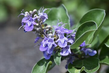 Vitex rotundifolia is a Lamiacea deciduous tree, a beach plant with stalks crawling along the beach and blue-violet flowers bloom in the summer.