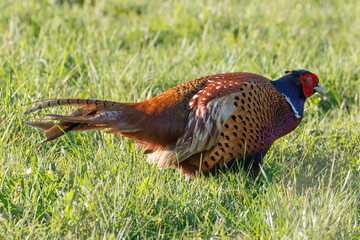 Male Pheasant in a grass field, scientific name Phasianus colchicus, United Kingdom, Europe