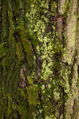 tree bark texture