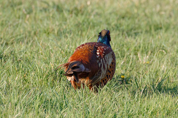 Male Pheasant in a grass field, scientific name Phasianus colchicus, United Kingdom, Europe