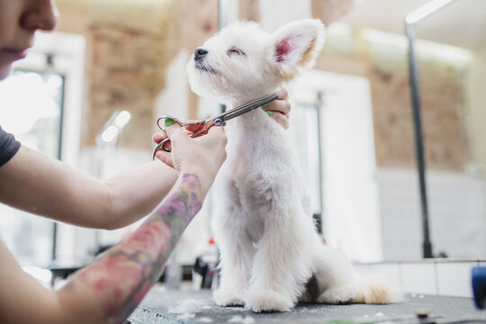 Grooming of dogs and small animals in the grooming salon.