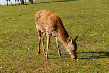 Female Red Deer eating grass, scientific name Cervus elaphus , United Kingdom, Europe