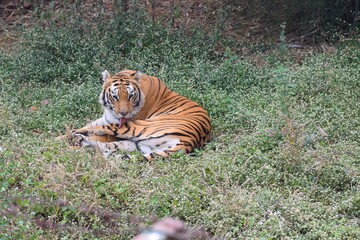 Majestic striped Asian tiger (Panthera tigris) sitting on the grass