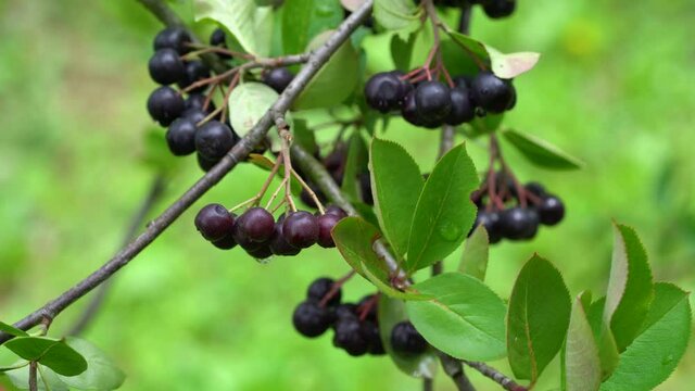 Ripening Aronia fruits in natural environment (Melanocarpa) - (4K)