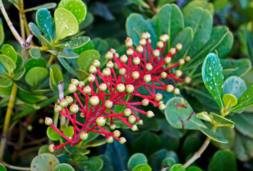 Exotic flowering plant (Norantea brasiliensis)