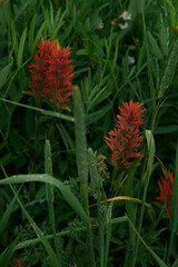 Wyoming Paintbrush