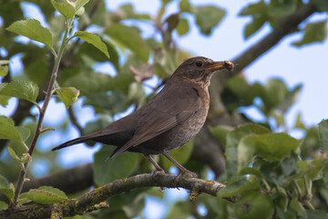 Female blackbird with a worm in it's beak in a tree, Oxfordshire, UK